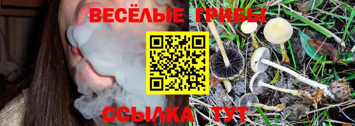 Псилоцибиновые грибы прущие грибы Печора